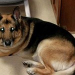 Cão que escapou de eutanásia morre