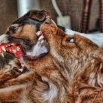O que fazer em uma briga entre cães