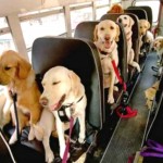 Câmara de SP aprova PL que permite animais em ônibus 