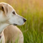 6 motivos para você adotar um cão