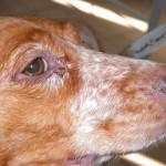 Mil cães recebem coleira em prevenção à leishmaniose