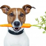 10 verduras e legumes que seu cão deve comer 