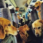 Haddad sanciona lei que permite animais em ônibus