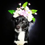 Fotógrafo incentiva a adoção de cães de cor preta