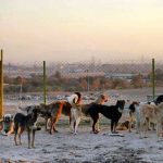 Abrigo de cães no Irã luta contra tabu religioso