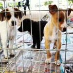 Animais esperam por adoção em São Vicente