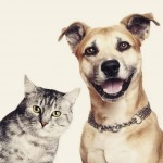 Cães e gatos: entenda a diferença entre seus donos