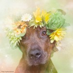 Fotógrafa humaniza pit bulls com imagens floridas