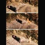 Mulher se finge de morta para resgatar cão