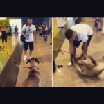 Cão “chora” de emoção ao reencontrar o dono