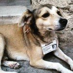 Capital de Cuba dá atendimento a cães de rua