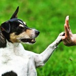 5 dicas para melhor o adestramento do seu cão
