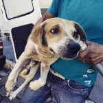 Cão é abandonado na Ponte Rio-Niterói