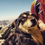 Cão é regatado do pico mais alto da Polônia
