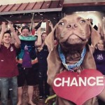 SPCA usa música do Abba para campanha de adoção