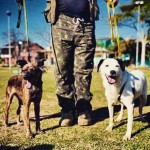 ONG busca voluntários para passearem com cães