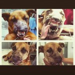 Cão vítima de violência tem a face reconstruída