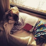22 fotografias de cachorros de pijamas