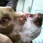 Proibida eutanásia em cães com leishmaniose em MS