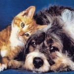 Brasileiros têm 74 milhões de cães e gatos em casa