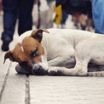 O que fazer ao encontrar um cão de rua