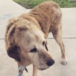 Cão de 20 anos que foi abandonado é adotado