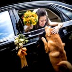 Foto de noiva se despedindo de cão ganha prêmio
