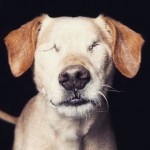 Fotógrafo retrata a beleza de cães deficientes
