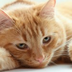 Conheça as principais doenças em gatos