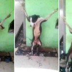 Vídeo chocante mostra cão sendo crucificado