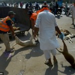 Dezenas de cães são mortos para reduzir número de animais nas ruas