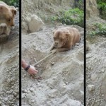 Homem sai para passear com cão e encontra cachorro enterrado vivo