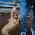 Filhote de cão pede carinho antes de ser morto e consumido em festival chinês