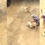 Vídeo chocante mostra idosa espancando cachorro a pauladas