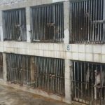 Ministério Público determina retirada de animais do Canil Municipal de Cubatão