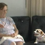 Cães adotados por lar de idosos devem ser devolvidos