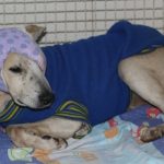 Saem resultados dos exames de cachorro espancado por idosa em Cachoeiro
