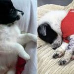 Esquema mutilava cães ‘vira-latas’ para venda como animais de raça em SP