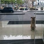 Aeromoça adota cão que sempre a esperou do lado de fora do hotel