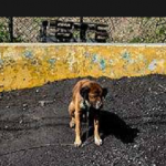 Crise econômica na Venezuela faz donos abandonarem seus animais