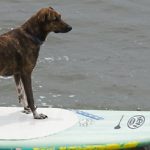 Cão surfista Parafina disputa campeonato na Califórnia