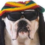 Pesquisa sugere que cães preferem ouvir reggae e rock