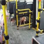 Motorista de ônibus ‘dá carona’ para cães durante temporal
