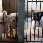 Câmara aprova projeto que proíbe sacrifício de cães e gatos sadios no País