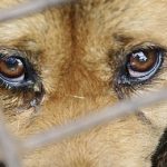 Saiba como agir em casos de maus-tratos contra animais
