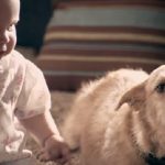 Curta mostra o que acontece com cães quando donos se tornam pais