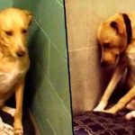 A cadela mais triste do mundo está sem casa mais uma vez