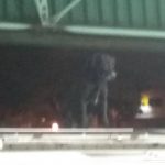 Cachorro sobe em vagão do Metrô e atrasa circulação na Zona Leste de SP