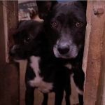 Evento busca família para 70 cães e gatos resgatados da Cracolândia