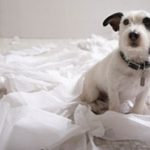 10 dicas para ensinar o seu cão a fazer xixi e cocô no lugar certo